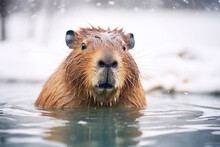 Capybara In Water.