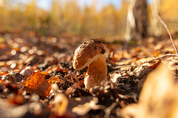 Wall Mural - Mushroom boletus on the ground in the forest in autumn