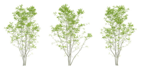 Wall Mural - 3d set of green birch tree on transparent background, png plants, landscape design.