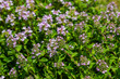 © Oleh Marchak - Blossoming fragrant Thymus serpyllum, Breckland wild thyme, creeping thyme, or elfin thyme close-up, macro photo. Beautiful food and medicinal plant in the field in the sunny day