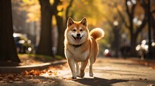 Close-up Portrait Of Beautiful Red Shiba Inu Dog Standing In The Park Sunset In Summer.