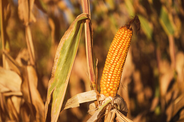 Wall Mural - Farmed ripe corn on the cob on cultivated field ready for harvest