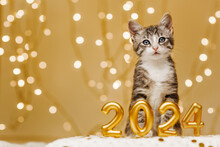 The Kitten Stands Peacefully Behind The Inscription Of The Numbers Of The Upcoming New Year 2024