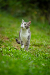 Wall Mural - Young tabby cat in nature background