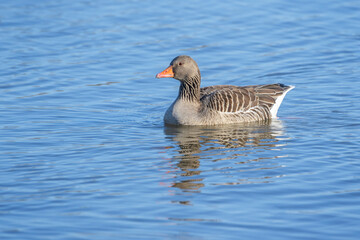 Wall Mural - Greylag Goose (Anser anser) swimming in water with reflection, IJssel river, Netherlands.