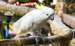 a photography of a white bird with a yellow head sitting on a branch.