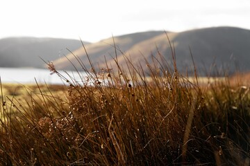 Wall Mural - Closeup of grasses in the foreground with Scottish Hills in the distance