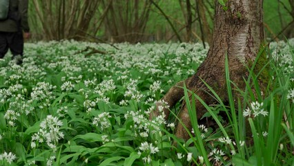 Wall Mural - A field of wild woodland garlic with a man wandering through in the background