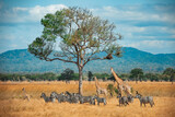 Fototapeta Sawanna - Wild Giraffes and zebras together