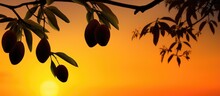 Mango Silhouette At Sunset