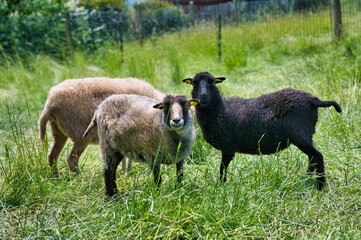 Canvas Print - Herd of Rya sheep on the farm