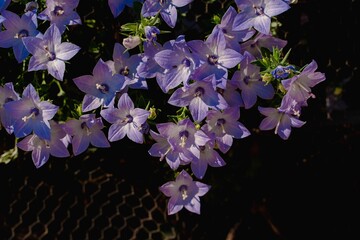 Poster - Closeup of beautiful Campanula persicifolia flowers growing in the garden