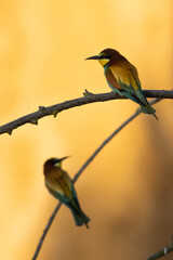 Wall Mural - Vertical shot of a European bee-eater perched on a branch in a blurred background