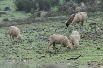 Wall Mural - Herd of white, fluffy sheep grazing in a lush, green grassy field covered by misty fog