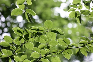 Poster - Closeup shot of green foliage with detailed leaves on a sunny day