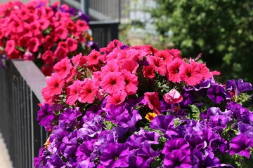 Poster - Closeup of blooming colorful petunia flowers on bridge