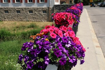 Poster - Closeup of blooming colorful petunia flowers on bridge