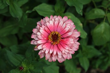 Wall Mural - isolated natural zinnia flower on green background