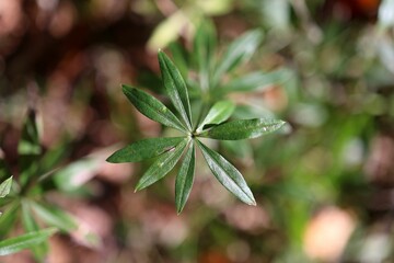 Wall Mural - Top view of beautiful green leaves on a blurred background