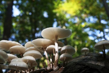 Canvas Print - Closeup shot of a Porcelain mushrooms (Oudemansiella mucida) mushroom  on tree bark