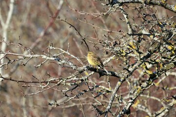 Wall Mural - Yellowhammer bird perched atop a branch of a tree in a natural outdoor setting.