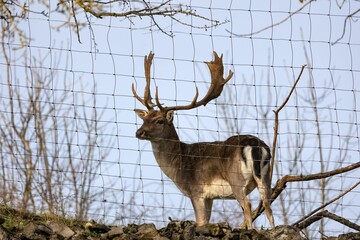 Wall Mural - a deer standing next to a wire fence and surrounded by trees