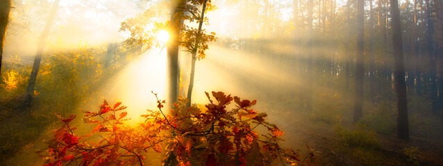 Wall Mural - Autumn's Embrace: A Foggy Dawn in the Enchanted Forest