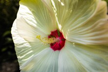 Closeup Of A Vibrant Swamp Rose Mallow Flower With A Bright Green Background