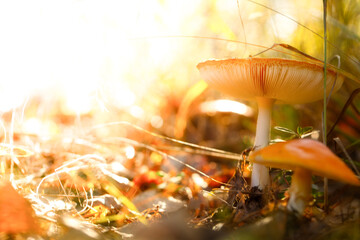 Wall Mural - Mushroom Whispers: Dawn's Secrets in the Heart of the Woods