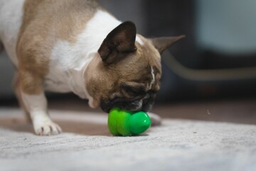 Canvas Print - Small French Bulldog playing with a green little toy against blurred background