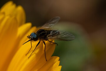 Wall Mural - Macro view of a fly standing on a bright and yellow flower