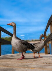 Sticker - a pair of geese stand on a pier near the ocean