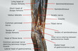 anatomy of popliteal region with the distal portion of back of thigh and proximal portion of back of leg. picture containing related muscles, nerves, tendon and fossa.