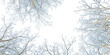Isolated branches of a tree in winter on white background