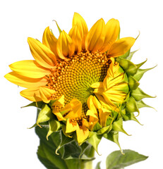 Wall Mural - Sunny Serenity: A Sunflower's Graceful Pose on a White Backdrop