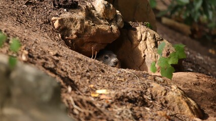 Wall Mural - Groundhog peeking out from the entrance of its burrow amongst a cluster of rocks.