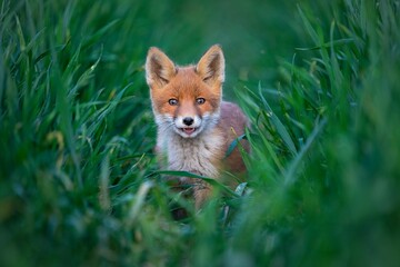 Wall Mural - Adorable red fox is perched in a field of lush green grass, gazing directly at the camera