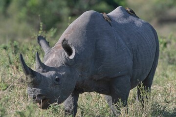 Wall Mural - Black rhino grazing the savannah.