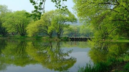 Wall Mural - Landscape of a calm tranquil lake surrounded by lush green trees