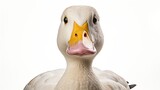 Quacking Delight: Elegant Pekin Duck Posing on White Canvas