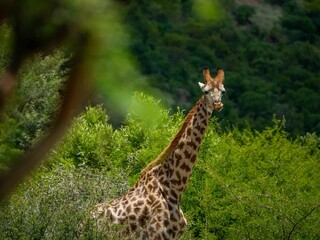 Wall Mural - Majestic giraffe in a lush natural environment, with tall trees providing a backdrop