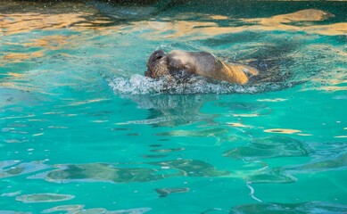 Wall Mural - Seal swimming out and surfacing above the water