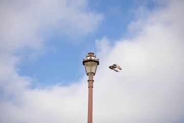 Poster - Old brown aluminum street lamp and a waterfowl flying next to it