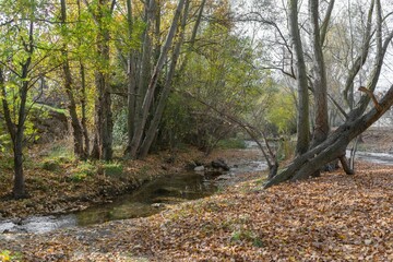 Canvas Print - Landscape of a river and the arrival of autumn with fallen leaves on the ground.