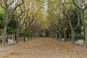 Wall Mural - a walk through soria in the park called alameda de cervantes on an autumn day