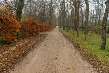 Wall Mural - separate dirt road, an area with green grass and another area with plants and dry leaves fallen