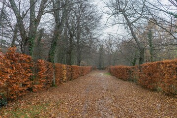 Wall Mural - spectacular path full of fallen leaves from the trees on a gray and rainy day with wet ground.