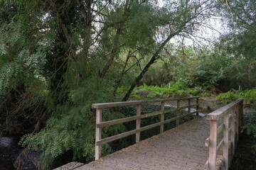 Wall Mural - wooden bridge in a green forest in the town of soria, spain