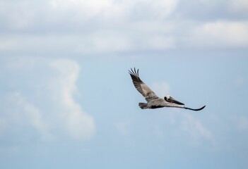 Sticker - Closeup of a pelican flying in the blue sky