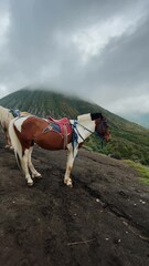 Sticker - White brown horse in Bromo Tengger Semeru National Park, under gray sky